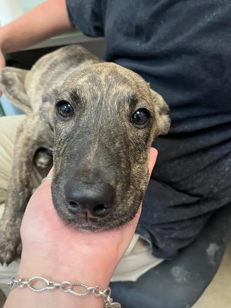 A baby small-sized female Staffordshire Bull Terrier dog named Waffle Fry for adoption in New Braunfels, TX