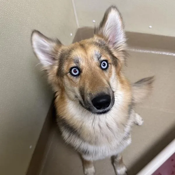 An adult large-sized female Collie dog named Cabana for adoption in Walnut Creek, CA