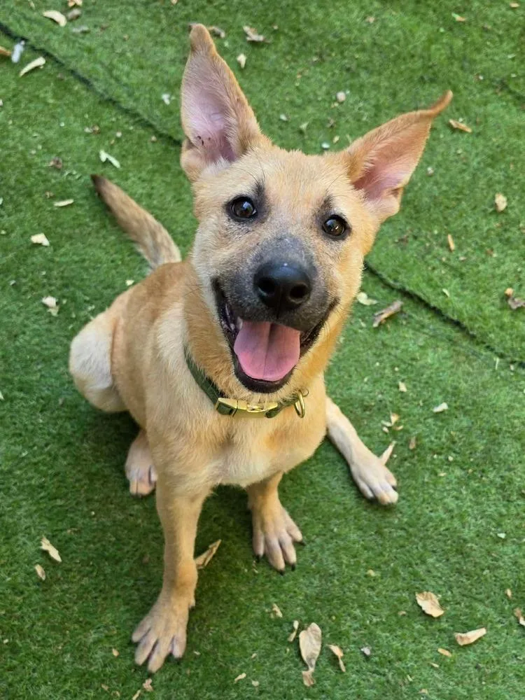 A baby medium-sized female Labrador Retriever dog named Pepper for adoption in Shawnee, OK
