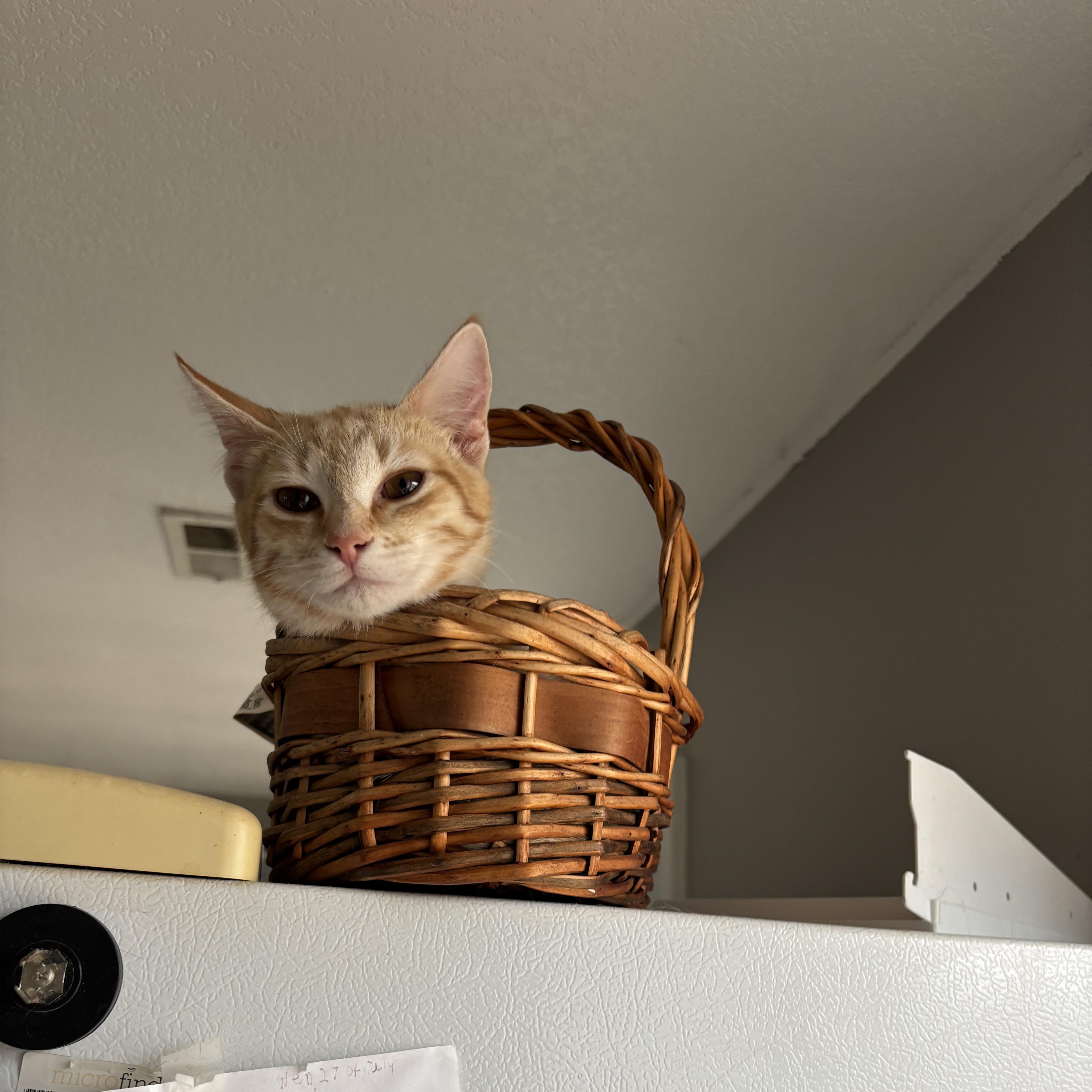 A young medium-sized male Domestic Short Hair cat named Nicholas for adoption in Easley, SC
