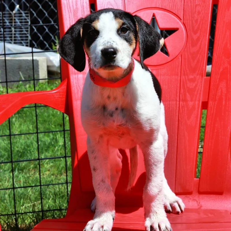 A baby medium-sized female Black Hound dog named Ct Emmylou for adoption in Stormville, NY