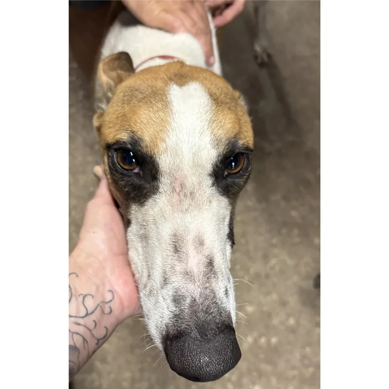 A young large-sized male Greyhound dog named Racing Ramen for adoption in Tarpon Springs, FL