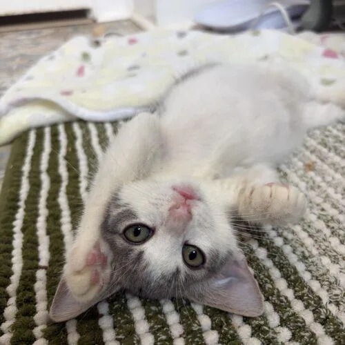 A baby small-sized female Gray & White Domestic Short Hair cat named Puff for adoption in Tampa, FL