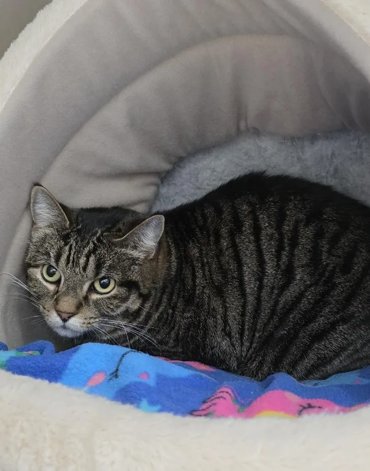 An adult medium-sized female Domestic Short Hair cat named Missy for adoption in Mesquite, NV