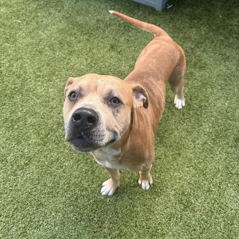 A young medium-sized male White / Cream Pit Bull Terrier dog named Art for adoption in Greensboro, NC