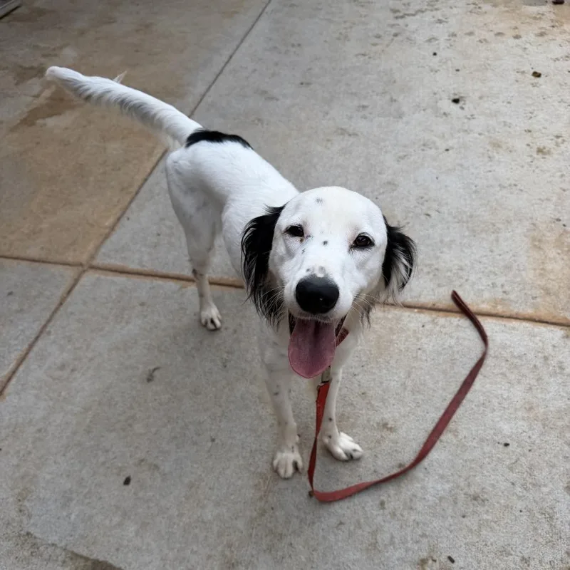 An adult medium-sized male White / Cream English Pointer dog named Hunter for adoption in Peachtree City, GA