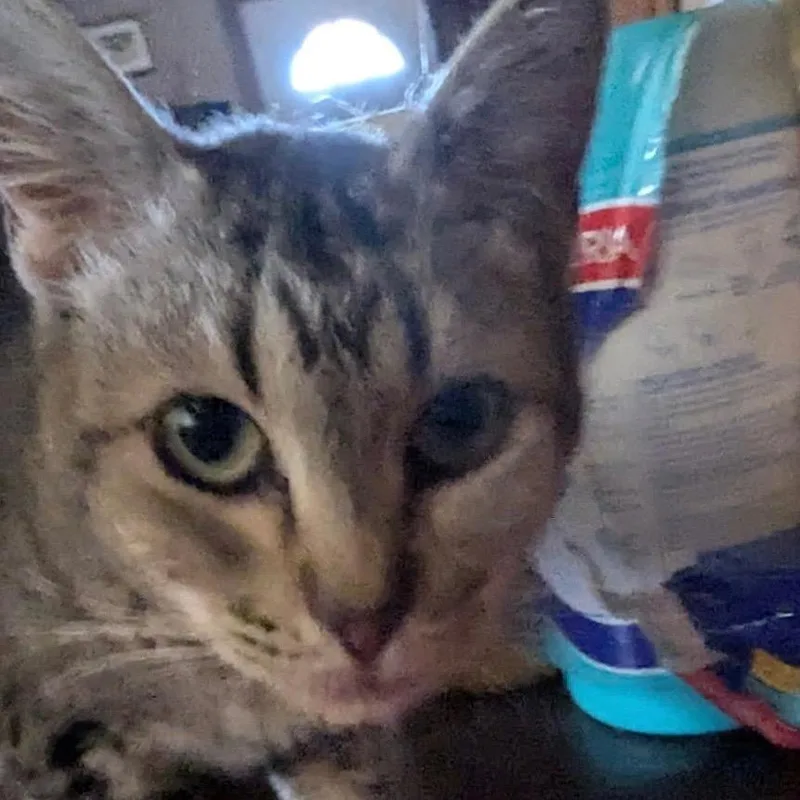 An adult small-sized female Gray / Blue / Silver Domestic Short Hair cat named Starbeam for adoption in Midland, TX