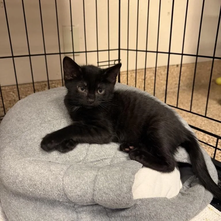 A baby small-sized male Domestic Short Hair cat named Ramen for adoption in Tempe, AZ
