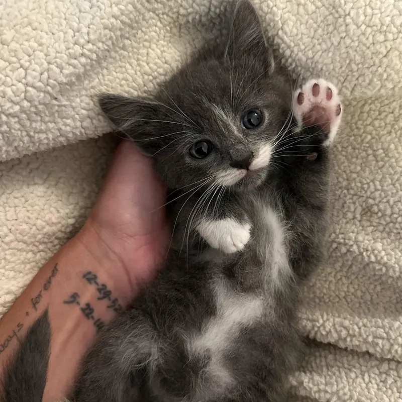 A baby medium-sized male Domestic Medium Hair cat named Benny for adoption in Stamford, CT