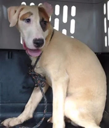 A young medium-sized male Belgian Shepherd / Malinois dog named Smokey for adoption in Downey, CA