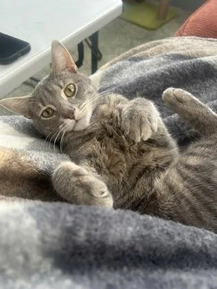 A baby medium-sized female Domestic Short Hair cat named Cloud for adoption in Gwinn, MI