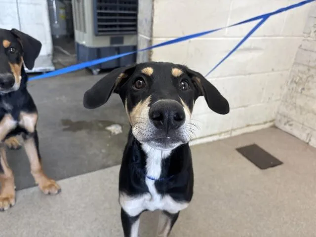 A baby small-sized male Doberman Pinscher dog named Arthur for adoption in San Bernardino, CA