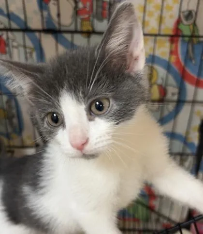 An adult small-sized male Domestic Short Hair cat named Quartz for adoption in Merriam, KS