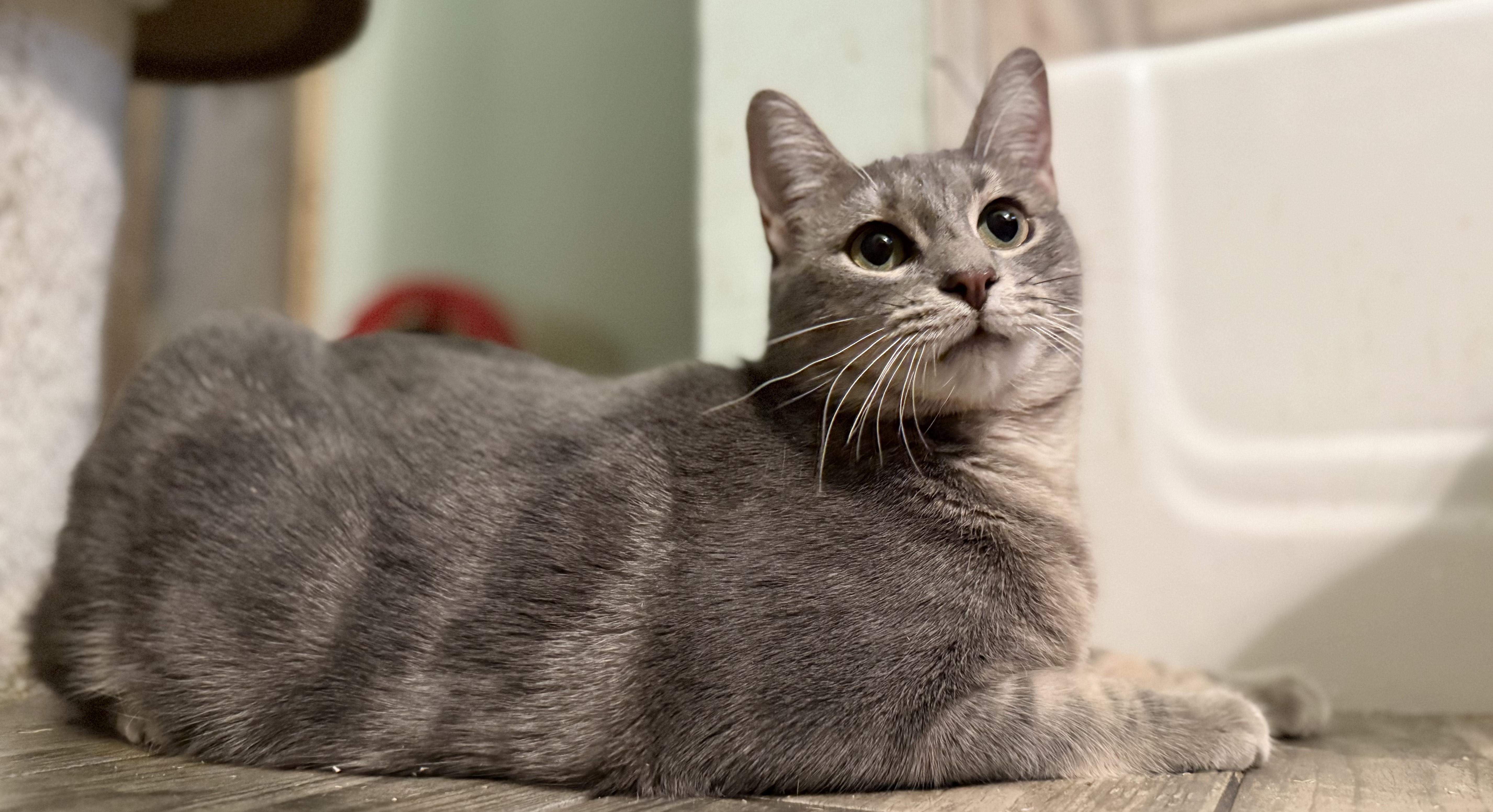 Espiral “essie” thumbnail 3