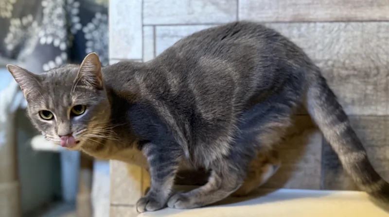 Espiral “essie” thumbnail 4