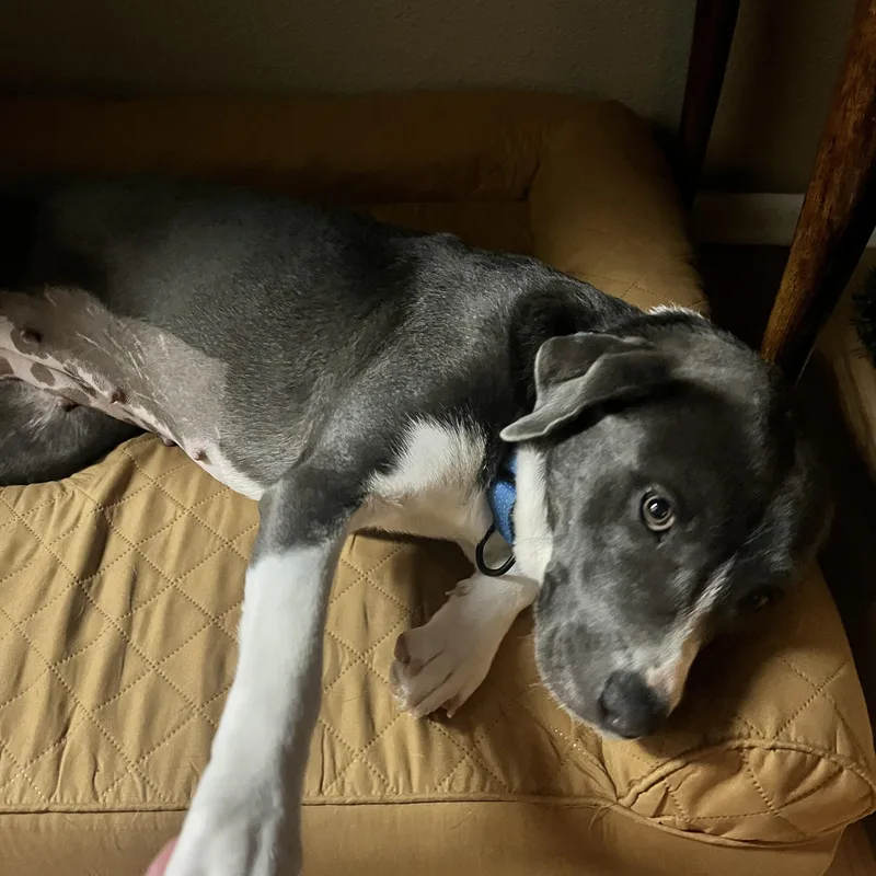 A young medium-sized female Gray / Blue / Silver American Staffordshire Terrier dog named Miss Piggy for adoption in Mico, TX