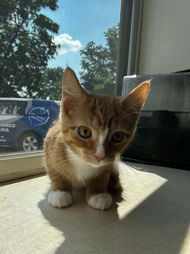 A baby medium-sized female Orange & White Domestic Short Hair cat named Sunshine for adoption in Chambersburg, PA