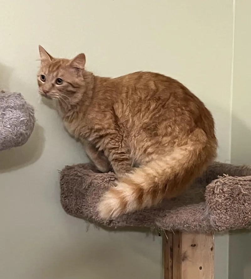 A young medium-sized male Tabby (Orange / Red) Domestic Medium Hair cat named Tommy for adoption in Mobile, AL