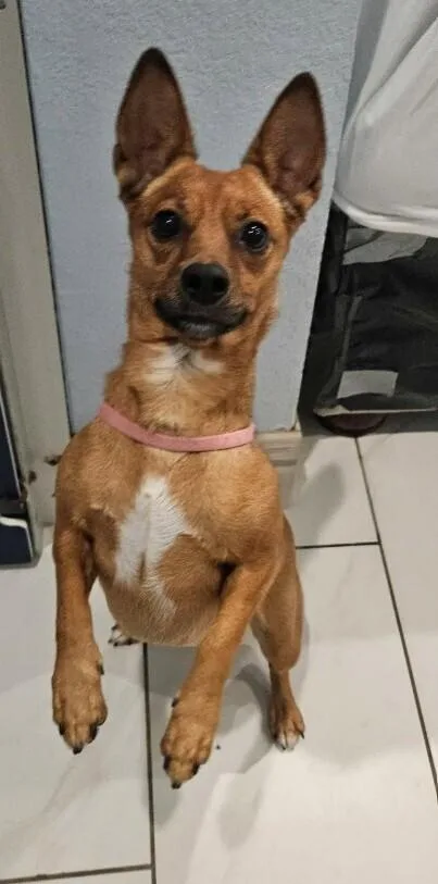 A young small-sized female White / Cream Chihuahua dog named Chloe for adoption in Parker, CO