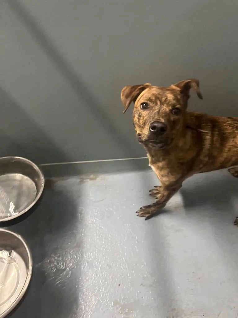 A baby large-sized male Mixed Breed dog named Fargo for adoption in Cartersville , GA
