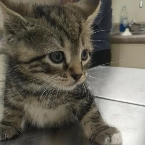 A baby small-sized male Brown / Chocolate Domestic Short Hair cat named Rocko for adoption in Shinnston, WV