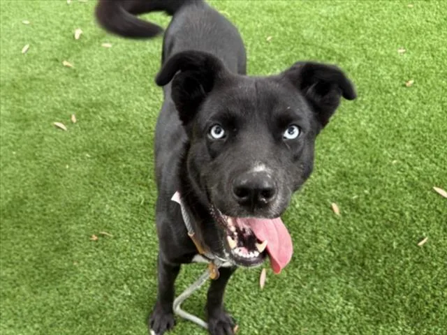 An adult medium-sized female Labrador Retriever dog named Blueberry for adoption in Los Angeles, CA