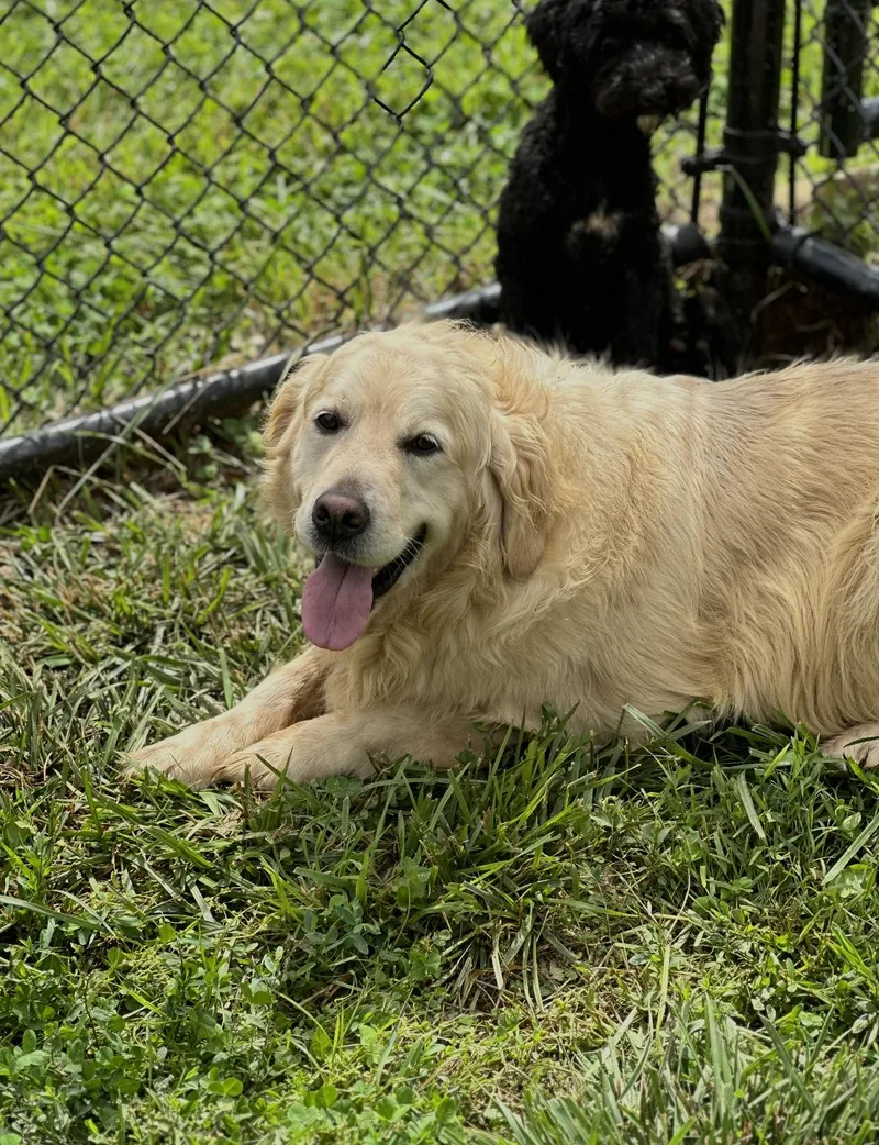 A young large-sized female Golden Retriever dog named Dusty for adoption in Chester Springs, PA