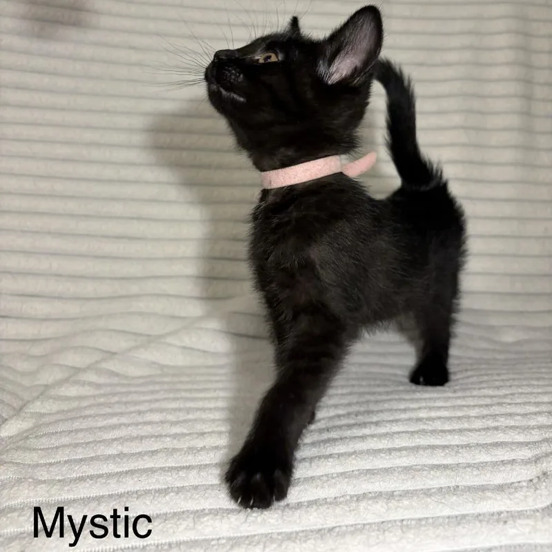 A baby small-sized female Black Domestic Short Hair cat named Mystic for adoption in Normal, IL