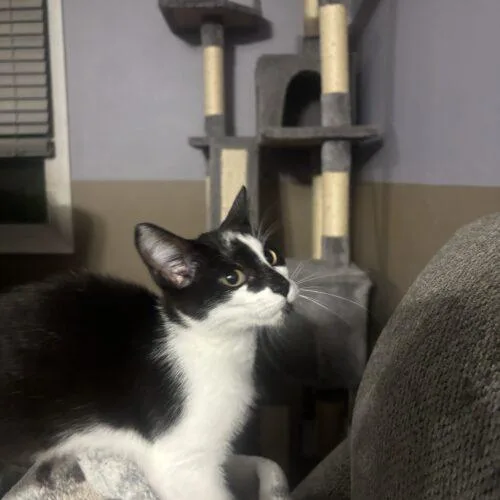 A baby small-sized female Domestic Short Hair cat named Claire for adoption in Kirksville, MO