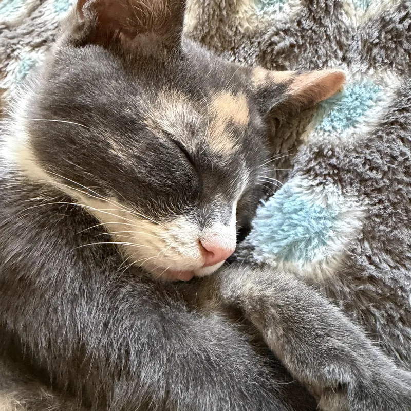 A baby medium-sized female Dilute Calico Domestic Short Hair cat named Sprite for adoption in Tampa, FL