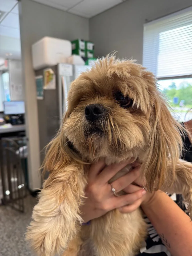 An adult small-sized male Mixed Breed dog named Chubbs for adoption in Columbia, TN