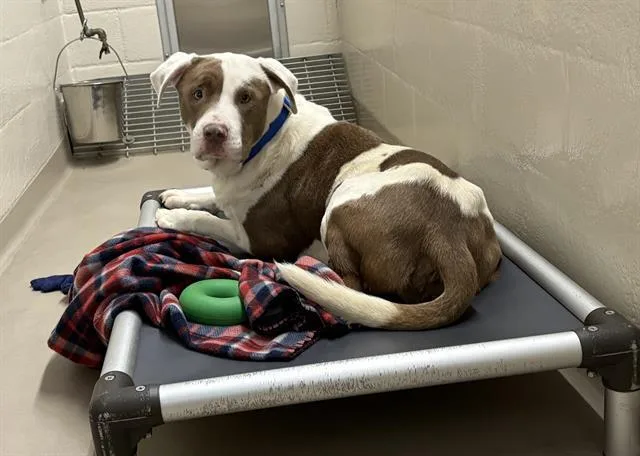 A young large-sized male Pit Bull Terrier dog named Chirp for adoption in Kent, WA