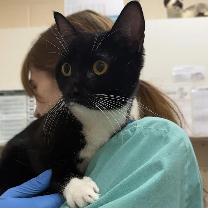 An adult medium-sized female Black Domestic Short Hair cat named Coco Chanel Monet$ for adoption in Springfield, MA