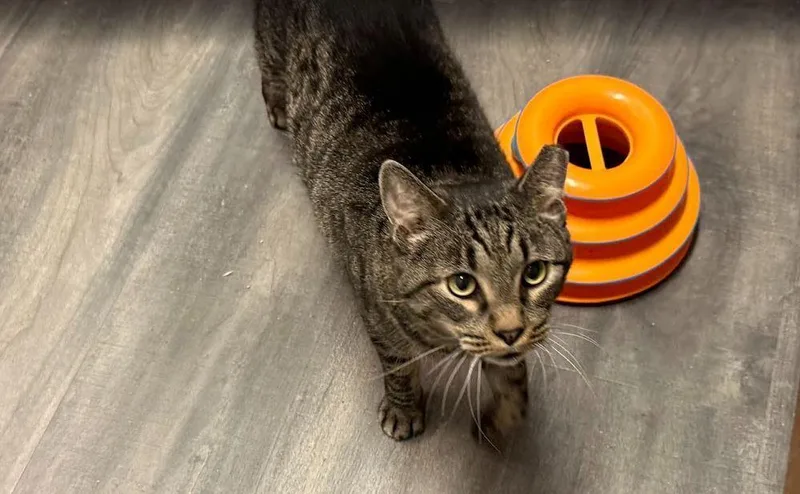 A senior large-sized male Brown / Chocolate Domestic Short Hair cat named Henry for adoption in Hudson, NH