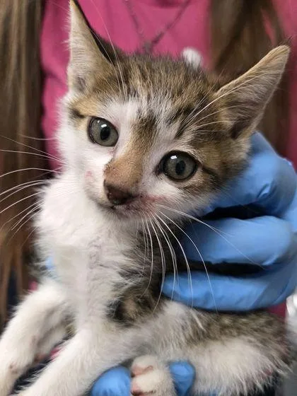 A young small-sized male Domestic Short Hair cat named B Larry for adoption in North Charleston, SC