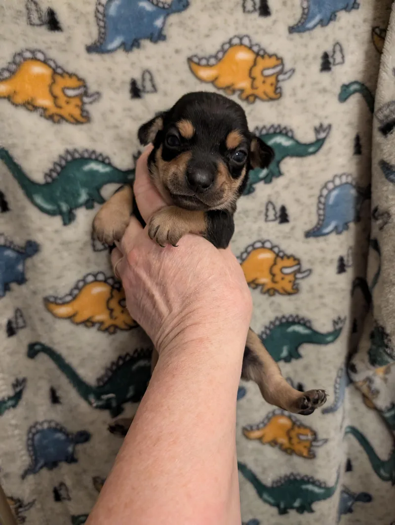 A baby small-sized male Black Chiweenie dog named Chance for adoption in Browns Mills, NJ
