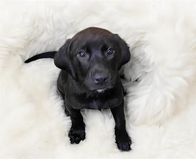 A baby medium-sized female Labrador Retriever dog named Acacia for adoption in Fort Lauderdale, FL