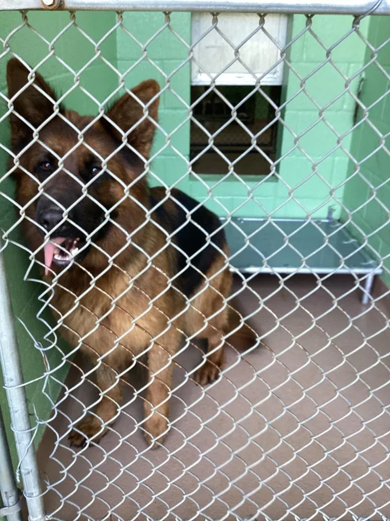 An adult large-sized female German Shepherd Dog dog named Minnie for adoption in Nacogdoches, TX