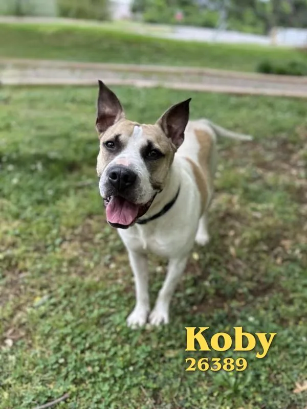 Koby