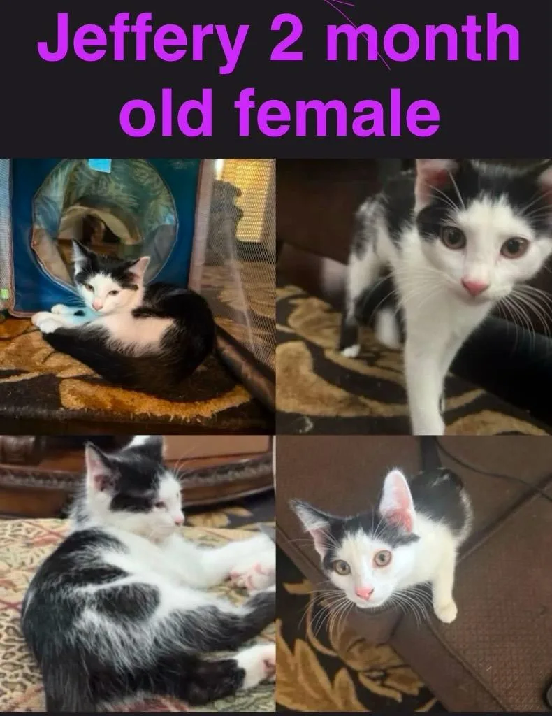 A baby small-sized female Domestic Short Hair cat named Jeffrey for adoption in Mustang, OK