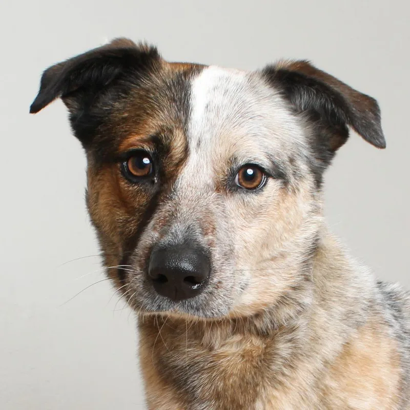 An adult medium-sized female Brown / Chocolate Australian Cattle Dog / Blue Heeler dog named Chani D for adoption in Minnetonka, MN