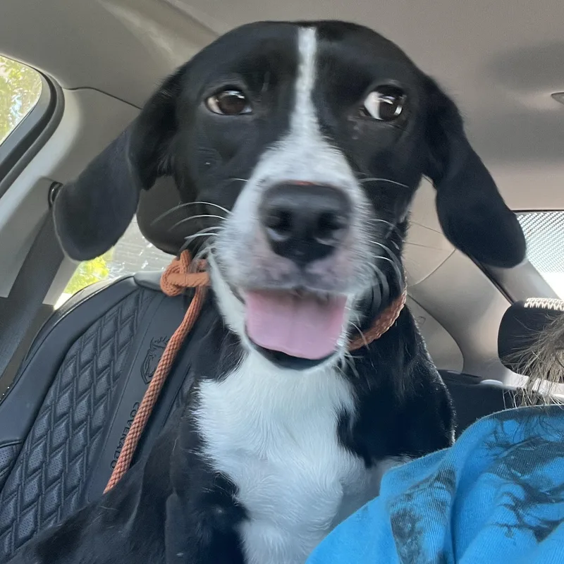 Ms. Gorgeous Minnie thumbnail 2