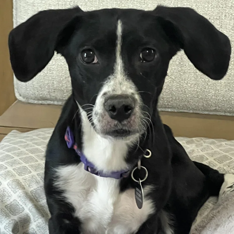 Ms. Gorgeous Minnie thumbnail 3