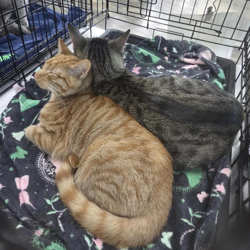 A baby medium-sized male Tabby cat named Sprocket for adoption in Columbia, SC
