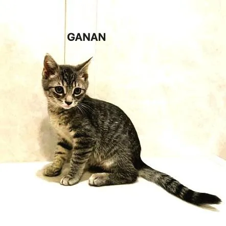 A baby small-sized male Domestic Short Hair cat named Ganan for adoption in Cumming, GA
