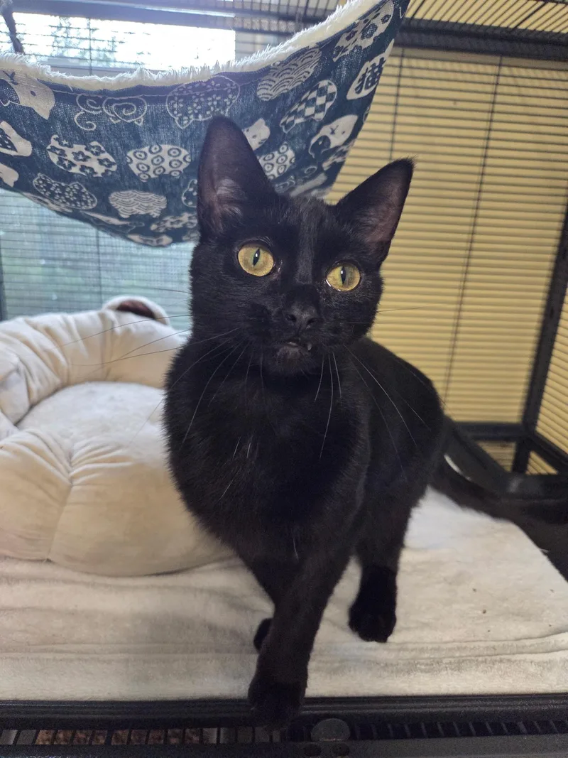 A baby medium-sized male Domestic Short Hair cat named Sizzling Cinnamon for adoption in Warwick, RI