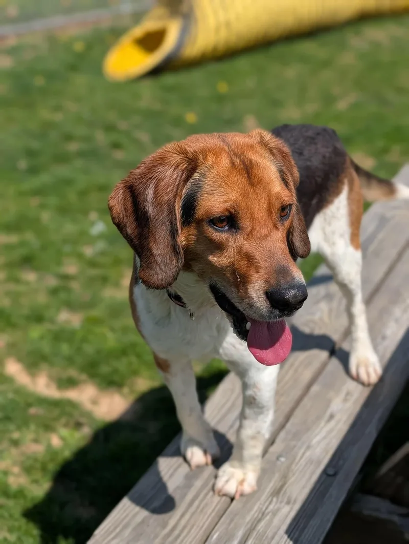 An adult medium-sized male Tricolor (Brown, Black, & White) Beagle dog named Blooper for adoption in Chambersburg, PA