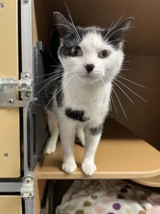 A young medium-sized female Domestic Short Hair cat named Pringles for adoption in Hamilton, NJ