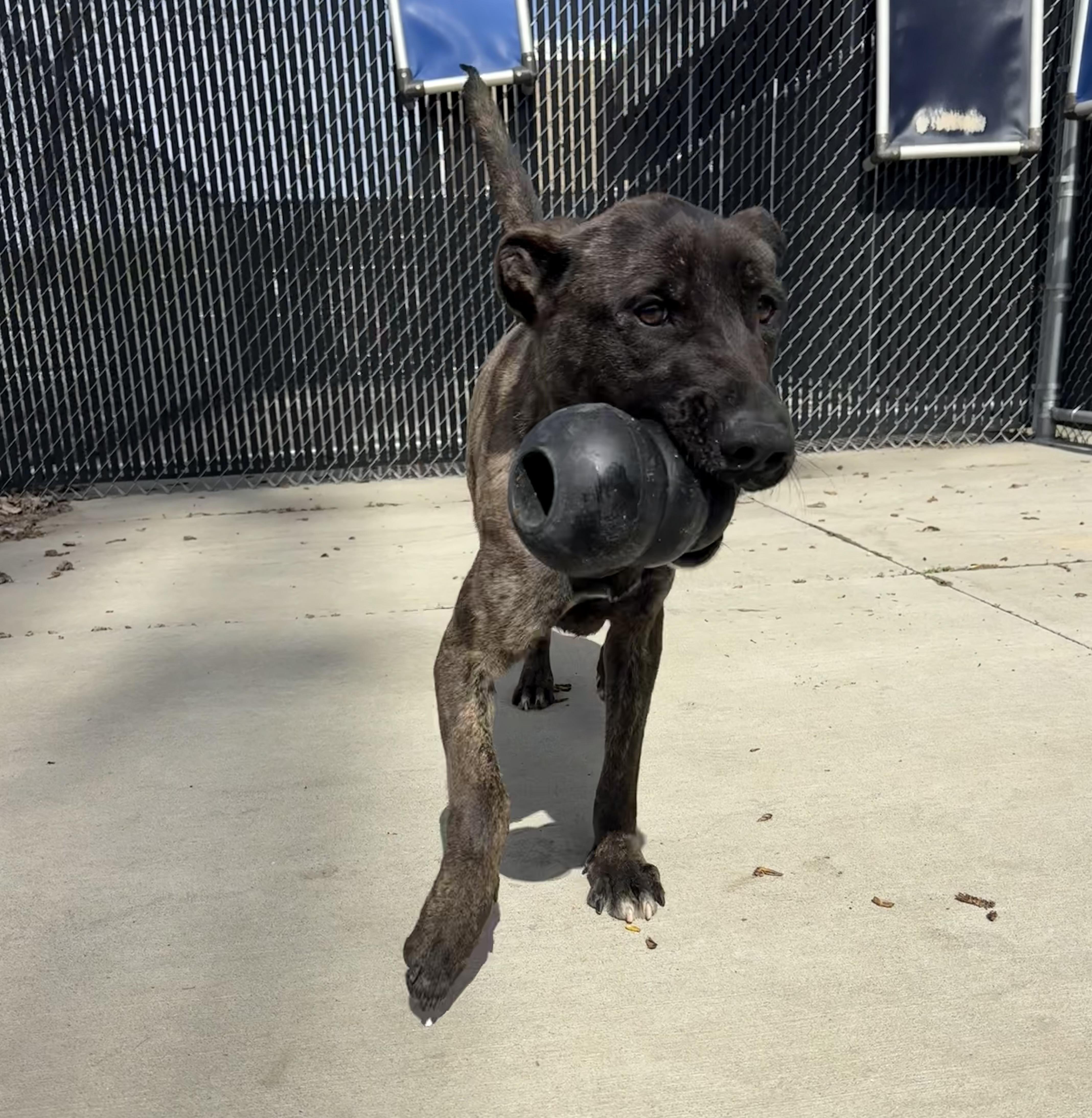 A young medium-sized female Brindle Pit Bull Terrier dog named Lily for adoption in North Providence, RI