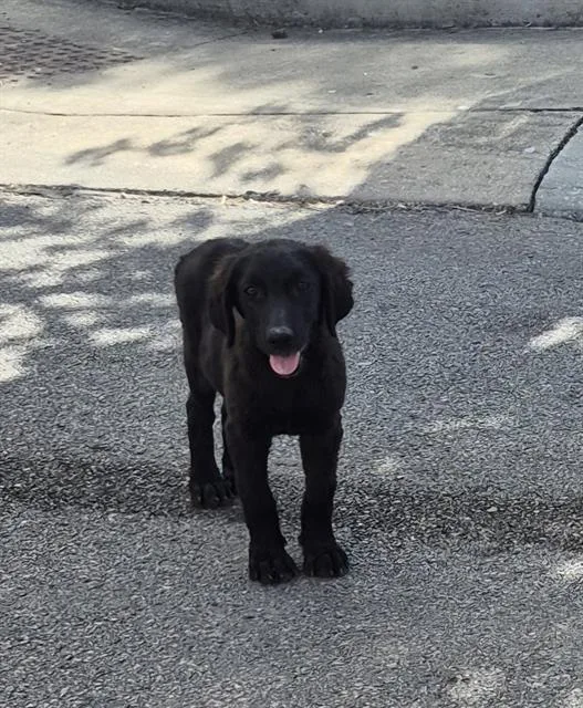 A baby medium-sized female Labrador Retriever dog named Techna for adoption in San Antonio, TX